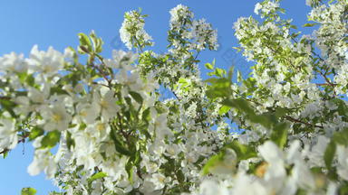 苹果花盛开的阳光明媚的天空春天一天树花盛开的